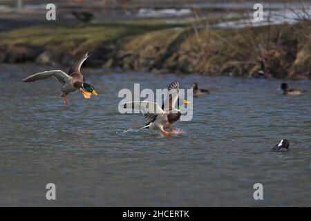 Mallard (Anas platyrhynchos) zwei Drakes landen auf dem niedersächsischen See Deutschland Stockfoto
