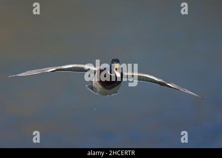 Mallard (Anas platyrhynchos) drake ruft in der Flucht Niedersachsen Deutschland Stockfoto