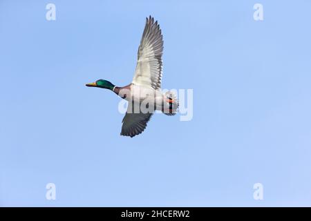 Mallard (Anas platyrhynchos) drake im Flug Niedersachsen Deutschland Stockfoto