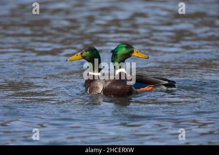 Mallard (Anas platyrhynchos) zwei Drakes kämpfen im niedersächsischen See Deutschland Stockfoto