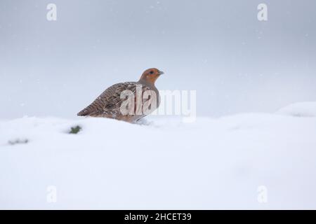 Grau / Gemeine Rebhuhn (Perdix perdix) auf schneebedecktem Feld im Winter Niedersachsen Deutschland Stockfoto