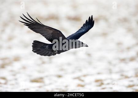 Raven (Corvus corax) im Flug über schneebedecktes Feld im Winter Niedersachsen Deutschland Stockfoto