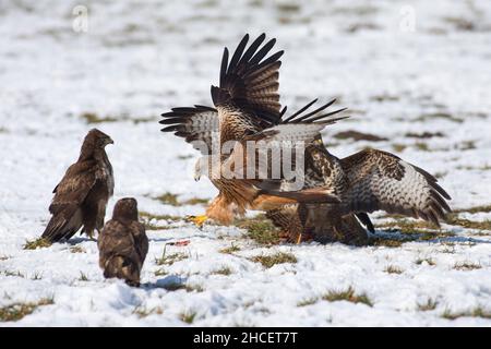 Roter Drachen (Milvus milvus) im Flug beim Aas zwischen der Fütterung von Gemeinen Bussarden im Winter Niedersachsen Deutschland Stockfoto