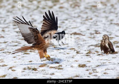 Red Kite (Milvus milvus) im Flug beim Aas auf schneebedecktem Feld, im Winter, Niedersachsen Deutschland Stockfoto