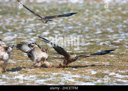 Roter Drachen (Milvus milvus) im Flug beim Aas zwischen der Fütterung von Gemeinen Bussarden im Winter Niedersachsen Deutschland Stockfoto