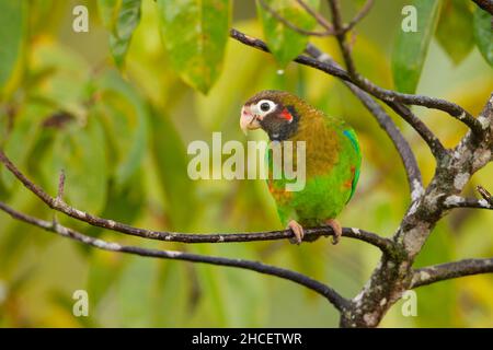 Papagei mit brauner Kapuze (Pionopsitta haematotis) Stockfoto