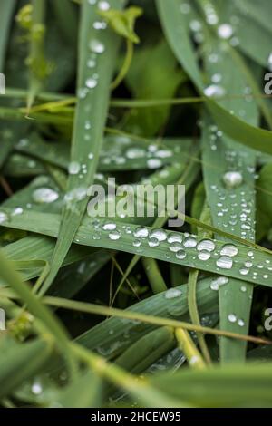 Regentropfen auf grünen Grasblättern Stockfoto