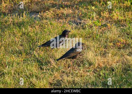 Im Sommer thront ein Paar Stare auf einer Wiese Stockfoto