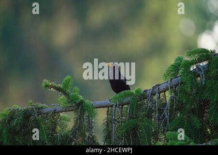 Ein krächzender Amsel sitzt auf einem Kiefernzweig Stockfoto