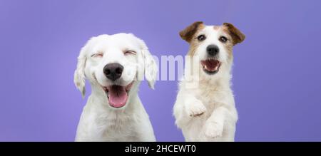 Zwei glückliche Welpen Hunde lächeln auf isolierten lila Hintergrund. Stockfoto