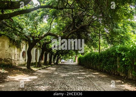 Ruhige Kopfsteinpflasterstraße und Baumtunnel in Antigua, Guatemala Stockfoto