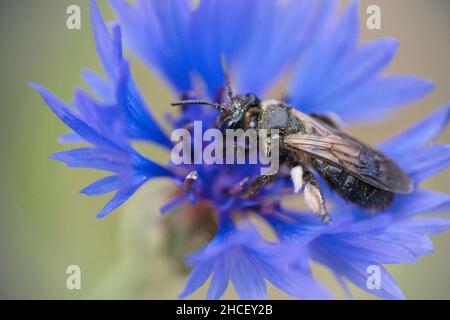 Eine männliche Ashy Mining-Biene Andrena cineraria auf einer blauen Kornblume Stockfoto