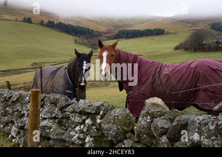 Zwei Pferde, die an einem Wintertag in einer Winterdecke auf einem Feld stehen, um vor dem kalten Wetter zu schützen Stockfoto