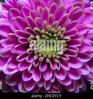 Makro-Draufsicht einer rosa Blüte mit grünen Strichen im Kren Stockfoto
