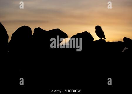 Kleine Eule (Athene noctua), Erwachsene, die bei Sonnenuntergang auf einer Steinmauer thront, Cumbria, England, November, kontrollierte Bedingungen Stockfoto