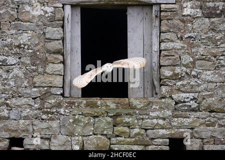 Scheune Owl (Tyto alba) Erwachsener, der aus dem Scheunenfenster fliegt, Cumbria, England, November, kontrollierte Bedingungen Stockfoto