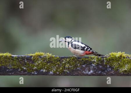 Großfleckige Spechte (Dendrocopos major) adultes Weibchen, das auf moosbedecktem Zaun steht, Suffolk, England, Dezember Stockfoto