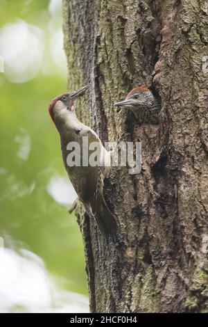 Grünspecht (Picus viridis) erwachsenes Männchen am Nesteingang mit juvenilem Weibchen, das herausschaut, Suffolk, England, Juni Stockfoto