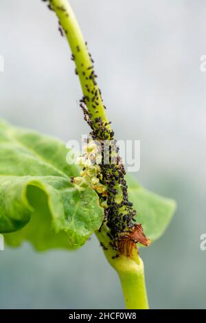 Die Ameisen treiben Blattläuse auf einem Pflanzenstamm im Gemüsegarten. Stockfoto