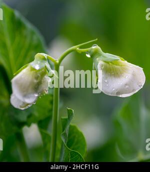 Blühende Gartenerbse (Pisum sativum) im Garten. Pflanzenblüte der PEA. Nahaufnahme. Details. Stockfoto