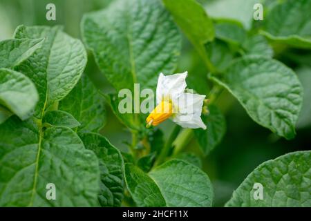 Blühende Kartoffeln (Solanum tuberosum), weiße Blüten. Blühende Kartoffel im Bio-Garten. Selektiver Fokus. Stockfoto