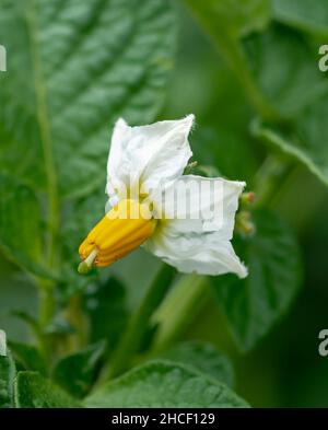 Blühende Kartoffeln (Solanum tuberosum), weiße Blüten. Blühende Kartoffel im Bio-Garten. Selektiver Fokus. Stockfoto