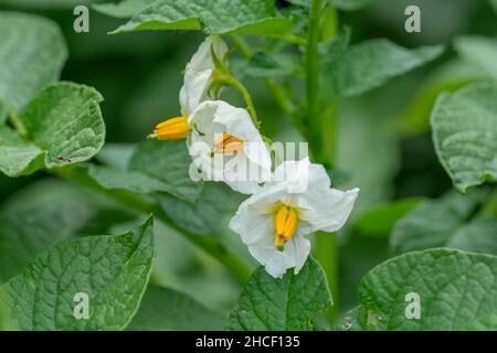 Blühende Kartoffeln (Solanum tuberosum), weiße Blüten. Blühende Kartoffel im Bio-Garten. Selektiver Fokus. Stockfoto