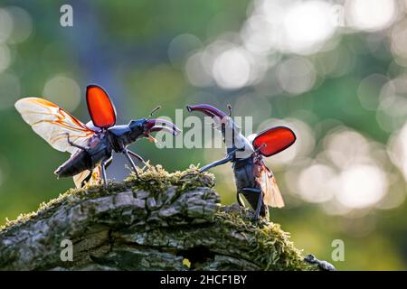 Zwei europäische Hirschkäfer-Männchen (Lucanus cervus) kämpfen / ringen mit großen Unterkiefern / Kiefer über Territorium im Sommer Stockfoto