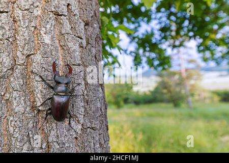 Europäischer Hirschkäfer männlich (Lucanus cervus) mit großen Unterkiefern / Kiefer, die im Sommer über die Rinde des Eichenstammes entlang der Wiese klettern Stockfoto