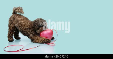 Hund feiert valentinstag. Pudel spielt mit einem roten Herzballon. Isoliert auf blauem Hintergrund. Stockfoto