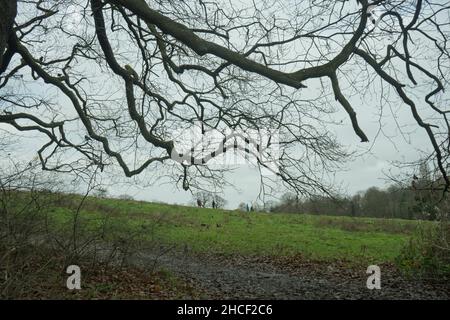 Menschen, die im Winter am Kenwood House in Hampstead Heath in London, England, Großbritannien, spazieren gehen Stockfoto