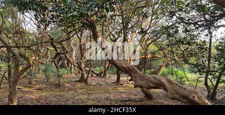 Braune und graue, verwinkelte Bäume in der Nähe des Parkplatzes am Elphinstone Point, Mahabaleshwar, Mumbai, Indien. Die Menschen nutzen diesen Ort als Picknickplatz. Nach hinten geschossen Stockfoto