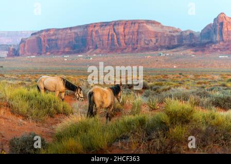 Zwei Pferde grasen im Monument Valley auf Gras Stockfoto