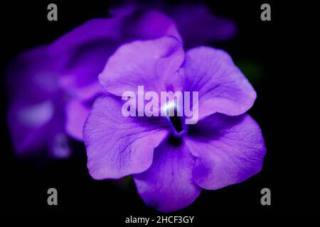 Brunfelsia pauciflora ist eine blühende Pflanze aus der Familie der Solanaceae, den Nachtschatten. Eine struppige, mehrjährige Pflanze, die in Gärten angebaut wird. Zu ihren gemeinsamen Namen gehören Gestern-heute-und-morgen, Morgen-Mittag-und-Nacht, Kuss mich schnell und Brasilien-Regenbaum. Belize. Stockfoto