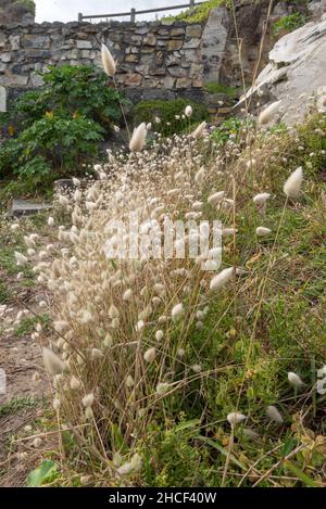 Lagurus ovatus, (Hasenschwanz, Hasenschwanz-Gras oder Bunnytail) wächst entlang des Steilpfades bei Hermanus, Westkap, Südafrika, 28. Dezember 2021. Stockfoto