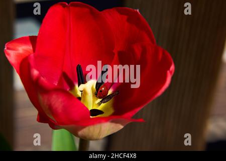 Nahaufnahme einer roten Mohnblume Stockfoto