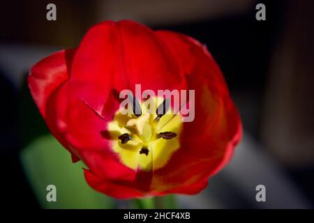 Nahaufnahme einer roten Mohnblume Stockfoto
