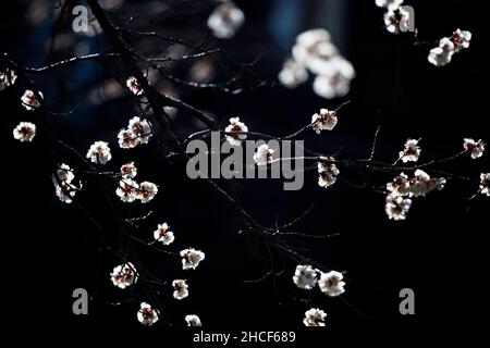 Eine Nahaufnahme eines Zweiges mit wunderschönen Aprikosenblüten, die im Frühjahr blühen Stockfoto