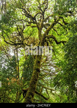 Ein moosbedeckter Ahornbaum mit großen Blättern inmitten des Tall Trees Grove im Redwood National Park, Kalifornien. Stockfoto