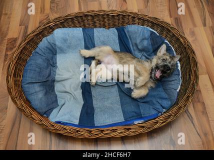 Lustige Cairn Terrier Welpen in seinem Korb auf den Mattres Stockfoto