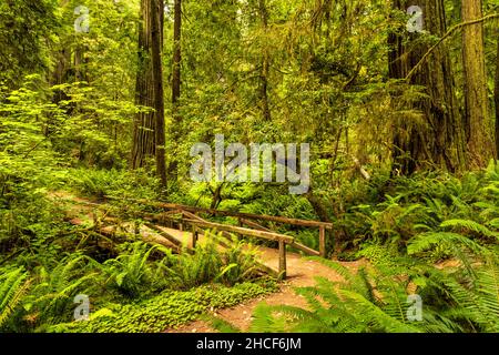 Der Trail überquert eine Fußgängerbrücke in der Simpson Reed Grove im Jedediah Smith Redwoods State Park, Crescent City, Kalifornien. Stockfoto