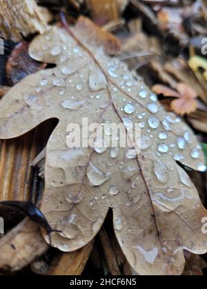 Nahaufnahme eines trockenen Eichenblattes mit Wassertropfen Stockfoto