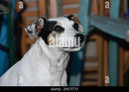 Ein gutaussehender Terrier schaut seiner Herrin aufmerksam nach. Stockfoto