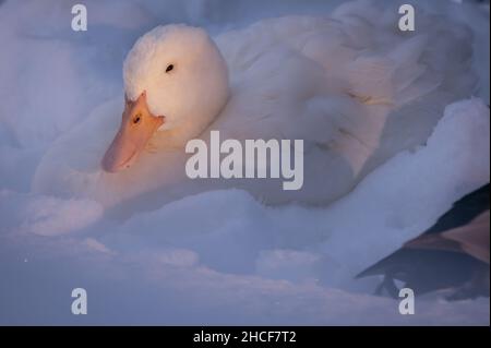 Weiße Ente im Schnee. Ausruhen von American Pekin im Sonnenlicht. Der Pekin oder der Weiße Pekin. Kalte Wintersaison. Stockfoto