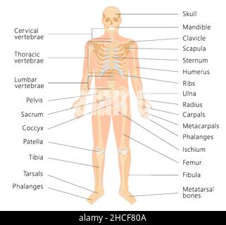 Menschliches Skelettsystem mit Aufdruck von Knochen-Infografiken auf weißem Hintergrund. Medizinisches Banner. Realistische gelbe Knochen von Gliedmaßen oder Schädel, Stamm mit Stock Vektor