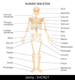 Menschliches Skelett und alle Namen der Knochen (Schädel ...
