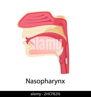 Nasopharynx-Symbol. Cartoon-Vektor flache Illustration, isoliert auf weißem Hintergrund. Nasenanatomie Stock Vektor