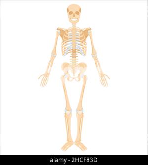 Menschliches Skelett. Medizinisches anatomisches Banner. Realistische gelbe Knochen von Gliedmaßen oder Schädel, Rumpf mit Wirbelsäule und Rippen. Vorderansicht des isolierten Skelettsystems Stock Vektor