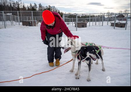 Husky Hund im Schnee Wunderland. Nahaufnahme einer hübschen Frau in farbenfroher Kleidung, die ihren Husky Dog im Winterpark umarmt. Alaskan Malamute, im Freien Stockfoto