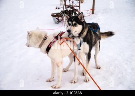 Husky Hund im Schnee Wunderland. Nahaufnahme einer hübschen Frau in farbenfroher Kleidung, die ihren Husky Dog im Winterpark umarmt. Alaskan Malamute, im Freien Stockfoto